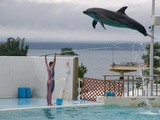 Bottlenose Dolphin Bottlenose_Dolphin_-Notojima_Aquarium_-Ishikawa_-Japan Tursiops Delphinidae delfin