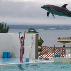 Bottlenose Dolphin Bottlenose_Dolphin_-Notojima_Aquarium_-Ishikawa_-Japan Tursiops Delphinidae delfin