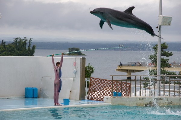 Bottlenose Dolphin Bottlenose_Dolphin_-Notojima_Aquarium_-Ishikawa_-Japan Tursiops Delphinidae delfin