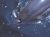 Bottlenose Dolphin Bottlenose_Dolphin_Blowhole Tursiops Delphinidae delfin