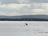 Bottlenose Dolphin Bottlenose_dolphin_at_Chanonry_Point Tursiops Delphinidae delfin