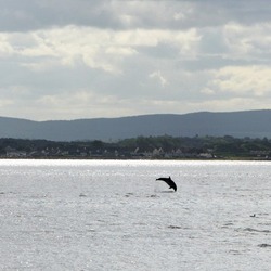 Bottlenose Dolphin Bottlenose_dolphin_at_Chanonry_Point Tursiops Delphinidae delfin