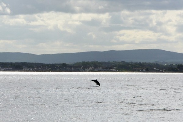 Bottlenose Dolphin Bottlenose_dolphin_at_Chanonry_Point Tursiops Delphinidae delfin