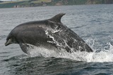 Ocean Mammals