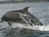 Bottlenose Dolphin Bottlenose_dolphin_cromarty Tursiops Delphinidae delfin