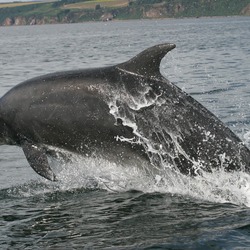 Bottlenose Dolphin Bottlenose_dolphin_cromarty Tursiops Delphinidae delfin