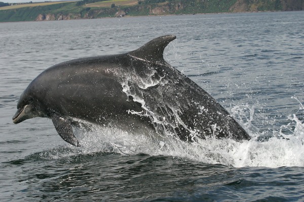 Bottlenose Dolphin Bottlenose_dolphin_cromarty Tursiops Delphinidae delfin