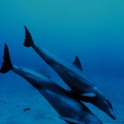 Bottlenose Dolphin Bottlenose_dolphin_mother_and_juvenile Tursiops Delphinidae delfin
