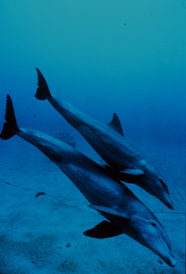 Bottlenose Dolphin Bottlenose_dolphin_mother_and_juvenile Tursiops Delphinidae delfin