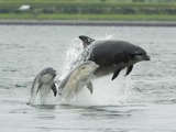 Bottlenose Dolphin Bottlenose_dolphin_with_young Tursiops Delphinidae delfin