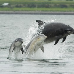 Bottlenose Dolphin Bottlenose_dolphin_with_young Tursiops Delphinidae delfin