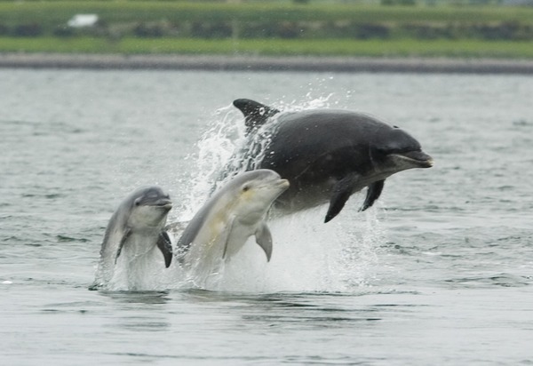 Bottlenose Dolphin Bottlenose_dolphin_with_young Tursiops Delphinidae delfin