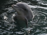 Bottlenose Dolphin Dauphin Eilat Tursiops Delphinidae delfin