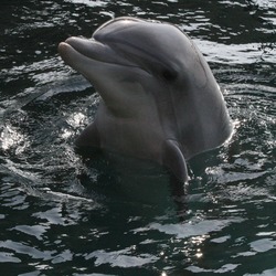 Bottlenose Dolphin Dauphin Eilat Tursiops Delphinidae delfin