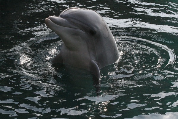 Bottlenose Dolphin Dauphin Eilat Tursiops Delphinidae delfin