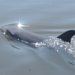Bottlenose Dolphin Delfinario  Tursiops Delphinidae delfin