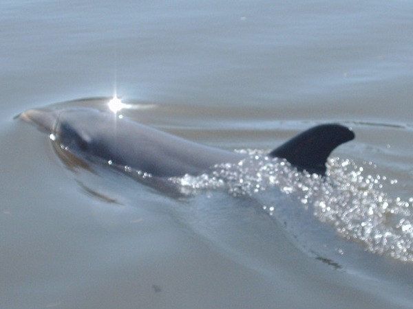 Bottlenose Dolphin Delfinario  Tursiops Delphinidae delfin