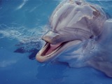 Bottlenose Dolphin Delfinarium Tursiops Delphinidae delfin