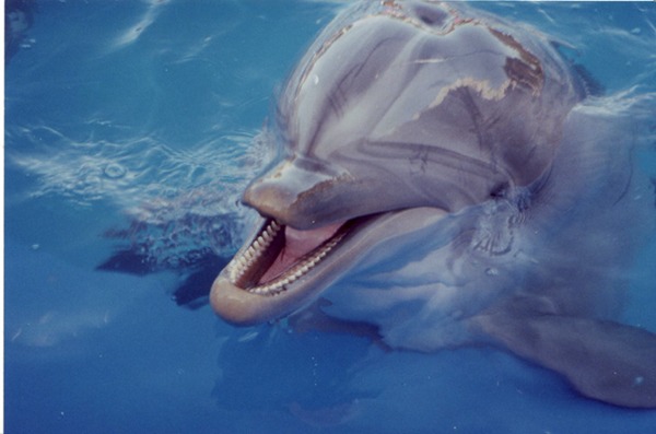 Bottlenose Dolphin Delfinarium Tursiops Delphinidae delfin