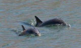 Ocean Mammals