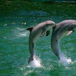 Bottlenose Dolphin Delfinesdelocombia Tursiops Delphinidae delfin