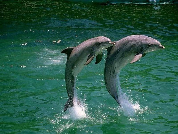 Bottlenose Dolphin Delfinesdelocombia Tursiops Delphinidae delfin