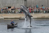 Bottlenose Dolphin Photo Gallery