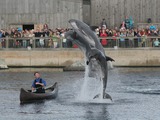 Bottlenose Dolphin Dolfinarium_Harderwijk Tursiops Delphinidae delfin