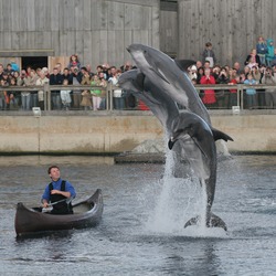 Bottlenose Dolphin Dolfinarium_Harderwijk Tursiops Delphinidae delfin