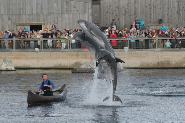 Bottlenose Dolphin Dolfinarium_Harderwijk Tursiops Delphinidae delfin