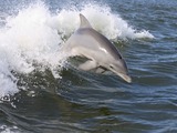 Bottlenose Dolphin Dolphin  Tursiops Delphinidae delfin