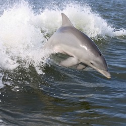 Bottlenose Dolphin Dolphin  Tursiops Delphinidae delfin