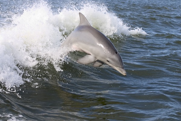 Bottlenose Dolphin Dolphin  Tursiops Delphinidae delfin