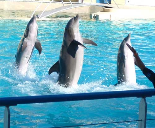 Bottlenose Dolphin Dolphin-intelligence Tursiops Delphinidae delfin