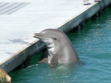 Bottlenose Dolphin Dolphin1231 Tursiops Delphinidae delfin