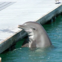 Bottlenose Dolphin Dolphin1231 Tursiops Delphinidae delfin