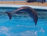 Ocean Mammals