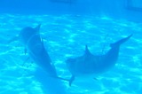 Ocean Mammals