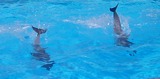 Ocean Mammals