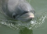 Ocean Mammals