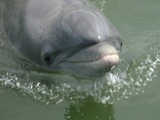 Bottlenose Dolphin Dolphin_Calibogue  Tursiops Delphinidae delfin