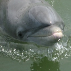 Bottlenose Dolphin Dolphin_Calibogue  Tursiops Delphinidae delfin