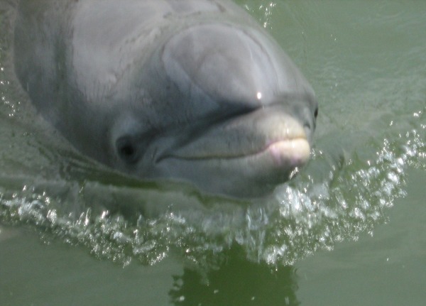 Bottlenose Dolphin Dolphin_Calibogue  Tursiops Delphinidae delfin
