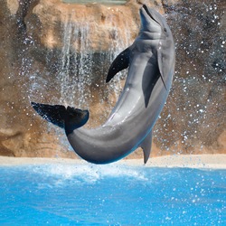 Bottlenose Dolphin Dolphin_salto_qtl1 Tursiops Delphinidae delfin