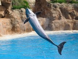 Bottlenose Dolphin Dolphin_salto_qtl2 Tursiops Delphinidae delfin