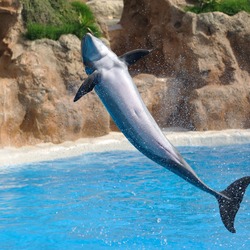 Bottlenose Dolphin Dolphin_salto_qtl2 Tursiops Delphinidae delfin