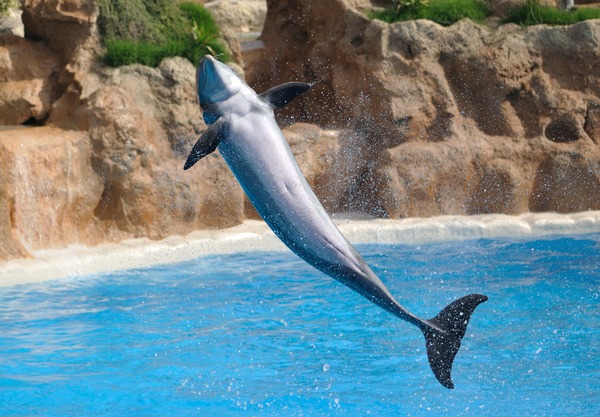 Bottlenose Dolphin Dolphin_salto_qtl2 Tursiops Delphinidae delfin