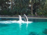 Bottlenose Dolphin Dolphin_show Tursiops Delphinidae delfin