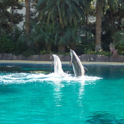 Bottlenose Dolphin Dolphin_show Tursiops Delphinidae delfin