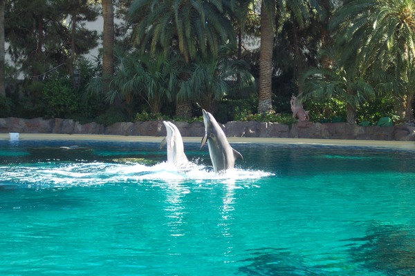 Bottlenose Dolphin Dolphin_show Tursiops Delphinidae delfin